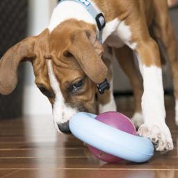 KONG Puppy Gyro Aktivitetsleksak för valp & liten hund Blå